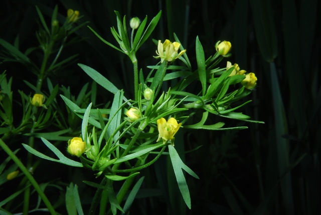 Ranunculus arvensis / Ranuncolo dei campi